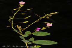 Alysicarpus racemosus